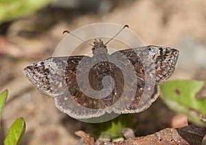 Resting Dreamy Duskywing