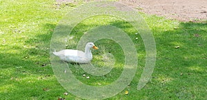 Resting duck in the grass photo