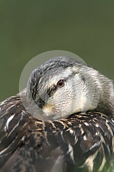 Resting duck portrait