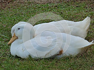 Resting Ducks