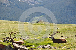 Resting Elk