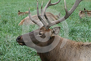 Resting Elk photo