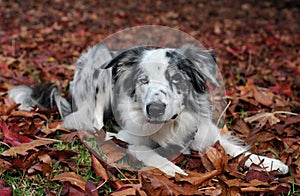 Resting in Fall