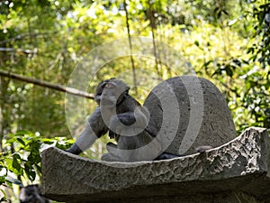 Resting Family Long-tailed Macaque, Macaca fascicularis. Ubud, Indonesia