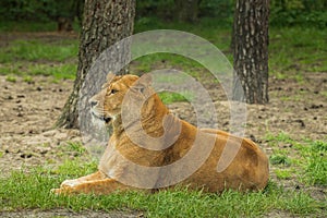 Resting female lion in a meadow