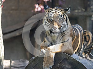 Resting jung Sumatran Tiger, Panthera tigris sumatrae