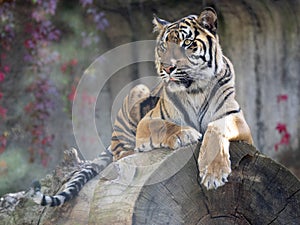 Resting Sumatran Tiger, Panthera tigris sumatrae