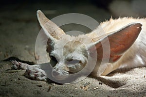 Resting fennec fox