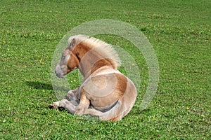 Resting Filly