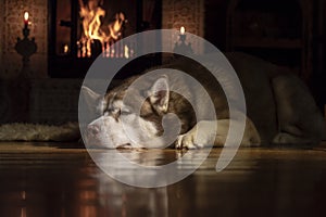 Resting by the fireplace husky dog. Siberian husky sleeping in dark room by burning fireplace. Low Angle View