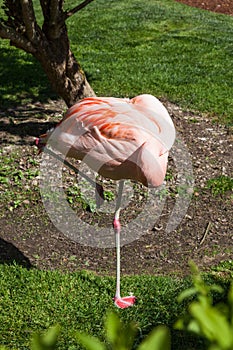 A Resting Flamingo