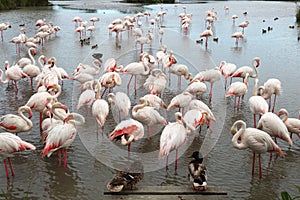 Resting flamingos and ducks, Camargue, France