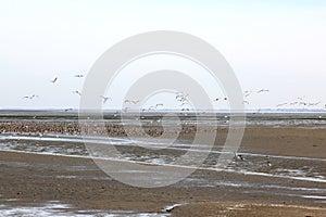 Resting and flying ducks in Waddenzee, Ameland, Holland photo