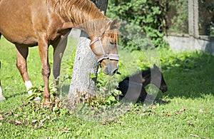 Resting foal in tree shodow with mom. farming life