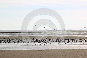 Resting and foraging ducks in Waddenzee, Ameland photo