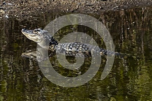 Resting Gator raises his head