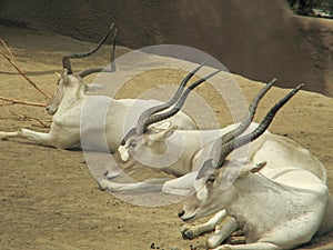 Resting Gazelles