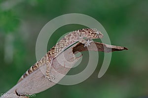 Resting gecko