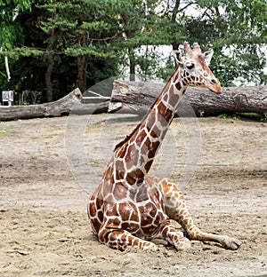 Resting giraffe