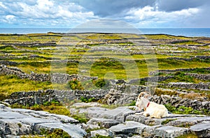 A resting goat in Inishmore, Aran Islands, Ireland.