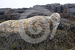 Resting Gray Seal on Seaweed