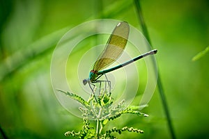 Resting green Dragonfly on a leaf