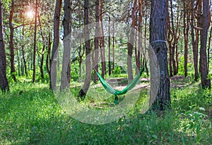 Resting in a green hammock in the sunny woods