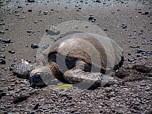 A resting green sea turtle on the black sand Punalu`u beach on the big island of Hawaii