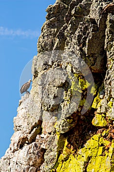 Resting griffon vultures on the rocks of Salto del Gitano, Spain photo