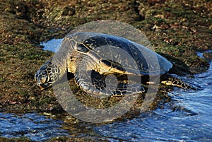 Resting Hawaiian Green Sea Turtle