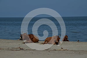 Resting herd of cows on the wild beach of Sfantu Gheorghe, Danube Delta.