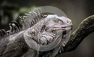 Resting iguana