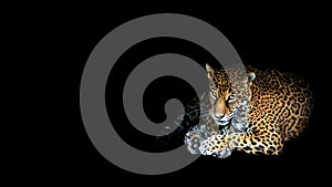 A resting jaguar isolated on a black background