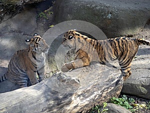 Baby games Sumatran Tiger, Panthera tigris sumatrae