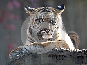 Resting jung Sumatran Tiger, Panthera tigris sumatrae