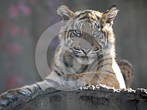 Resting jung Sumatran Tiger, Panthera tigris sumatrae