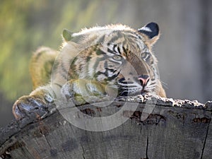 Resting jung Sumatran Tiger, Panthera tigris sumatrae