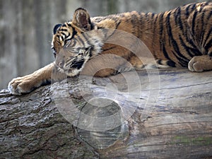 Resting jung Sumatran Tiger, Panthera tigris sumatrae