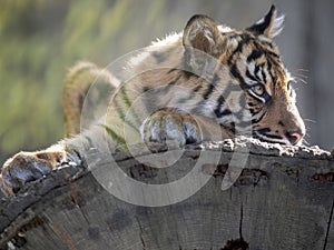 Resting jung Sumatran Tiger, Panthera tigris sumatrae