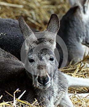 Resting kangaroo at Healesville, Victoria, Australia