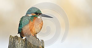 Resting kingfisher during wintertime