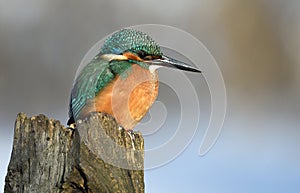 Resting kingfisher during wintertime