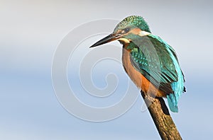 Resting kingfisher during wintertime