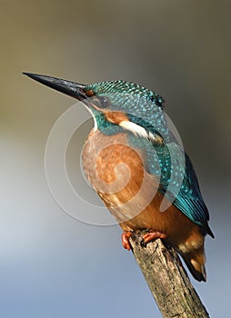 Resting kingfisher during wintertime