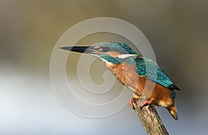 Resting kingfisher during wintertime