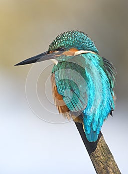 Resting kingfisher during wintertime