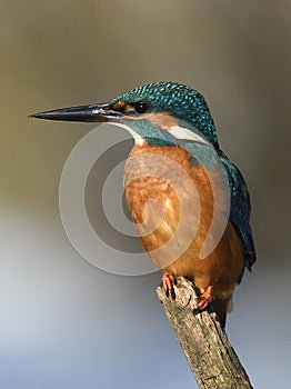 Resting kingfisher during wintertime