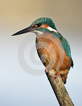 Resting kingfisher during wintertime