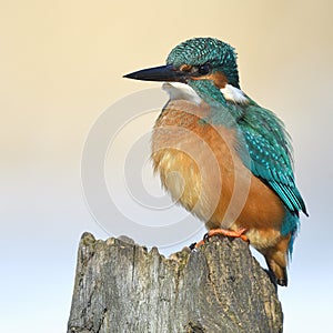 Resting kingfisher during wintertime