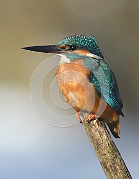 Resting kingfisher during wintertime